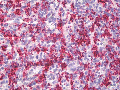 IHC - HMOX1 / HO-1 Antibody ALS15723