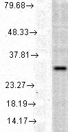 WB - HMOX1 / HO-1 Antibody ALS15723