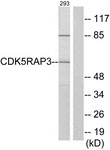 WB - CDK5RAP3 Antibody (aa341-390) ALS15983