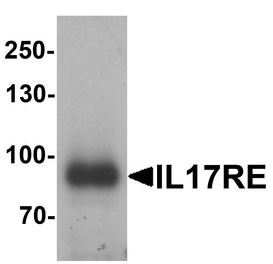WB - IL17RE Antibody (Internal) ALS16006