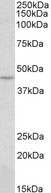 WB - CREB3 / LZIP Antibody (aa76-87) ALS16145