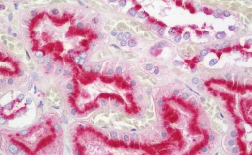 IHC - LAMP2 / CD107b Antibody (clone H4B4) ALS16339