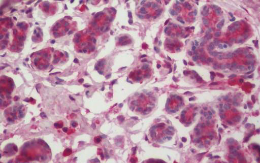 IHC - Casein Antibody ALS16491