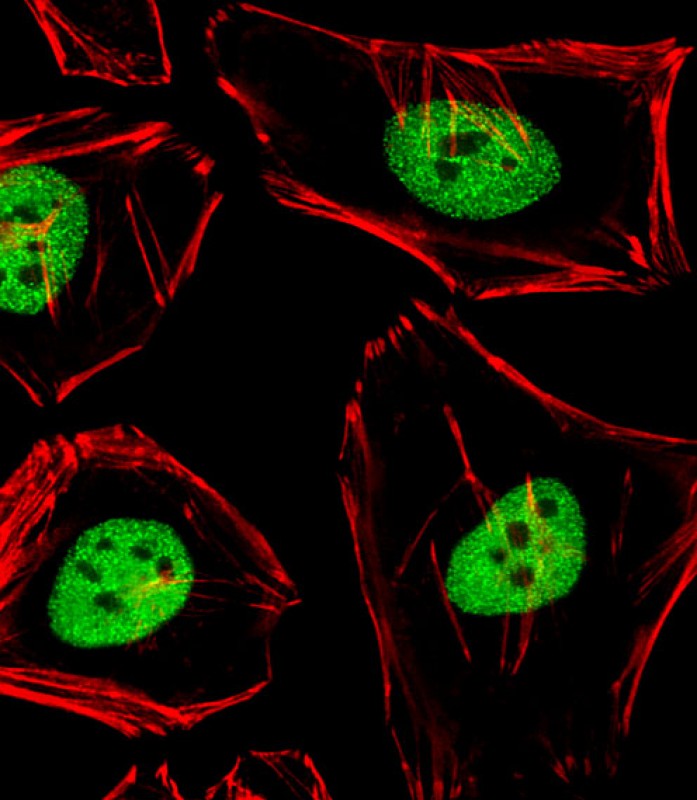 Immunofluorescent analysis of 4% paraformaldehyde-fixed,  0. 1% Triton X-100 permeabilized Hela (Human Cervical epithelial adenocarcinoma cell line) cells labeling ANAPC2 with AP21055a at 1/25 dilution,  followed by Alexa Fluor 488-conjugated goat anti-rabbit IgG (1583138) secondary antibody at 1/400 dilution (green).  Confocal image showing nuclear staining on Hela cell line.  Cytoplasmic actin is detected with Alexa Fluor� 555 conjugated with Phalloidin (OB16636430) at 1/100 dilution (red).