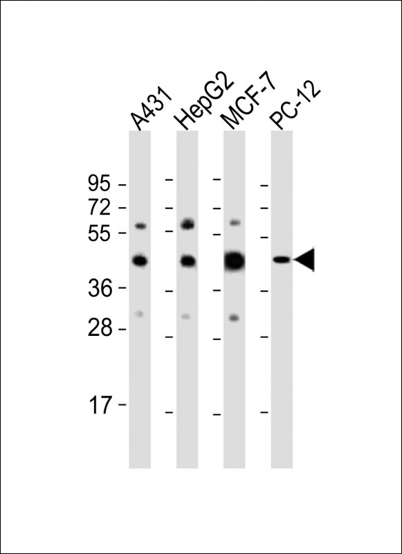 All lanes : Anti-MAPK3 Antibody (N-term) at 1:2000 dilutionLane 1: A431 whole cell lysateLane 2: HepG2 whole cell lysateLane 3: MCF-7 whole cell lysateLane 4: PC-12 whole cell lysateLysates/proteins at 20 �g per lane. SecondaryGoat Anti-Rabbit IgG,  (H+L), Peroxidase conjugated at 1/10000 dilution. Predicted band size : 43 kDaBlocking/Dilution buffer: 5% NFDM/TBST.