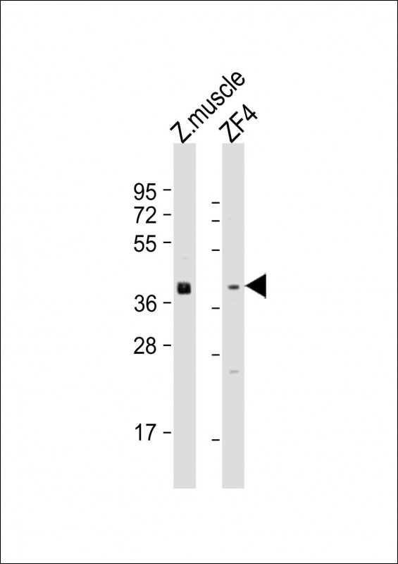 All lanes : Anti-Zebrafish wnt8a Antibody (Center) at 1:1000-1:2000 dilutionLane 1: zebrafish muscle lysateLane 2: ZF4 whole cell lysateLysates/proteins at 20 �g per lane. SecondaryGoat Anti-Rabbit IgG,  (H+L), Peroxidase conjugated at 1/10000 dilution. Predicted band size : 40 kDaBlocking/Dilution buffer: 5% NFDM/TBST.