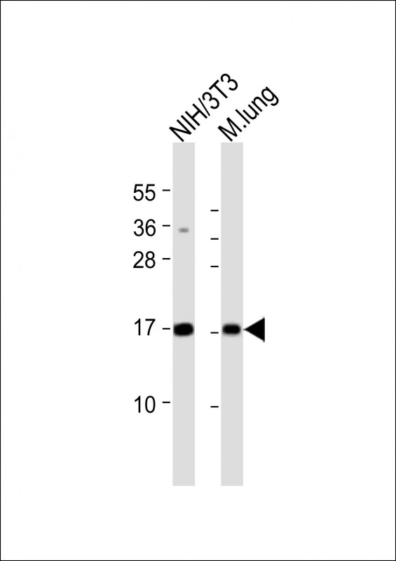 All lanes : Anti-H3f3b Antibody (C-Term) at 1:8000 dilutionLane 1: NIH/3T3 whole cell lysateLane 2: mouse lung lysateLysates/proteins at 20 �g per lane. SecondaryGoat Anti-Rabbit IgG,  (H+L), Peroxidase conjugated at 1/10000 dilution. Predicted band size : 15 kDaBlocking/Dilution buffer: 5% NFDM/TBST.