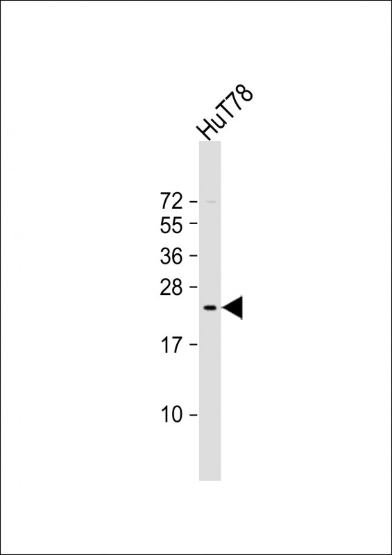 Anti-BATF3 Antibody (Center) at 1:2000 dilution + HuT78 whole cell lysateLysates/proteins at 20 �g per lane. SecondaryGoat Anti-Rabbit IgG,  (H+L), Peroxidase conjugated at 1/10000 dilution. Predicted band size : 14 kDaBlocking/Dilution buffer: 5% NFDM/TBST.