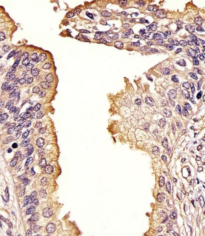 IHC-P - SQSTM1 (p62) Antibody (C-term) AP2183B