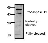 WB - Caspase-11 Antibody ABV10014-30
