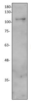 WB - EDEM3 Antibody ABV10459-100