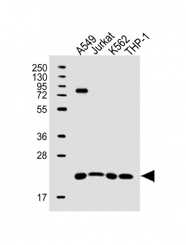WB - SLAMF9 Antibody (C-term) AP16284b
