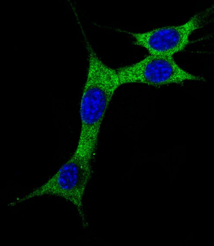 Immunofluorescent analysis of 4% paraformaldehyde-fixed, 0.1% Triton X-100 permeabilized NIH/3T3 ( Mouse mouse embryonic fibroblasts cell line) cells labeling MAP1LC3A with AP1805A at 1/25 dilution, followed by Alexa Fluor 488-conjugated goat anti-rabbit IgG (1583138) secondary antibody at 1/400 dilution (green). The nuclear counter stain is DAPI (blue). Immunofluorescence image showing cytoplasm on NIH/3T3 cell line.