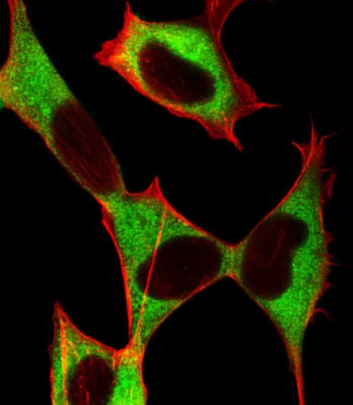 Immunofluorescent analysis of 4% paraformaldehyde-fixed,  0. 1% Triton X-100 permeabilized SH-SY5Y (Human metastatic neuroblastoma cell line) cells labeling STMN2 with AP21206c at 1/25 dilution,  followed by Alexa Fluor 488-conjugated goat anti-rabbit IgG (1583138) secondary antibody at 1/400 dilution (green).  Confocal image showing both cytoplasm on SH-SY5Y cell line.  Cytoplasmic actin is detected with Alexa Fluor� 555 conjugated with Phalloidin (OB16636430) at 1/100 dilution (red).