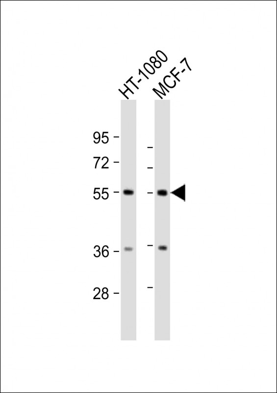 WB - TMEM184C Antibody (C-Term) AP21875b