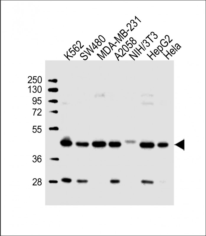All lanes : Anti-POLR1C Antibody (C-term) at 1:2000 dilutionLane 1: K562 whole cell lysateLane 2: SW480 whole cell lysateLane 3: MDA-MB-231 whole cell lysateLane 4: A2058 whole cell lysateLane 5: NIH/3T3 whole cell lysateLane 6: HepG2 whole cell lysateLane 7: Hela whole cell lysate                                                                                                   Lysates/proteins at 20 �g per lane. SecondaryGoat Anti-Rabbit IgG,  (H+L), Peroxidase conjugated at 1/10000 dilution. Predicted band size : 39 kDaBlocking/Dilution buffer: 5% NFDM/TBST.