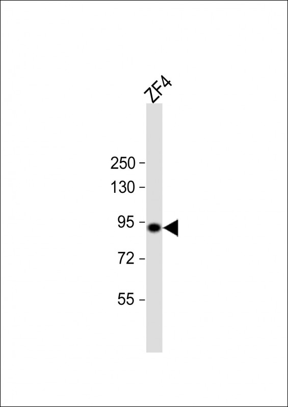 Anti-hsp90a. 1 Antibody (Center) at 1:2000 dilution + ZF4 whole cell lysateLysates/proteins at 20 �g per lane. SecondaryGoat Anti-Rabbit IgG,  (H+L), Peroxidase conjugated at 1/10000 dilution. Predicted band size : 83 kDaBlocking/Dilution buffer: 5% NFDM/TBST.