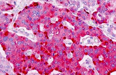 IHC - PTPRN2 / Phogrin Antibody (aa206-255) ALS16546