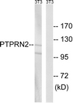 WB - PTPRN2 / Phogrin Antibody (aa206-255) ALS16546