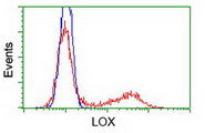 FC - Lysyl Oxidase / LOX Antibody (clone 9A11) ALS16732