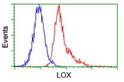 FC - Lysyl Oxidase / LOX Antibody (clone 9A11) ALS16732