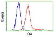 FC - Lysyl Oxidase / LOX Antibody (clone 9A11) ALS16732