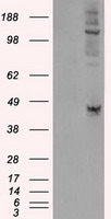WB - Lysyl Oxidase / LOX Antibody (clone 9A11) ALS16732