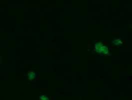IF - PGD Antibody (clone 2A5) ALS16843