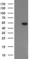 WB - PGD Antibody (clone 2A5) ALS16843
