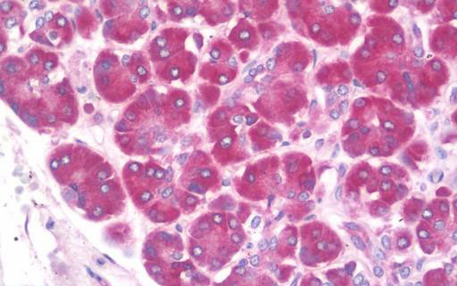 IHC - DERL2 / Derlin-2 Antibody ALS16850