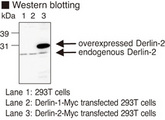 WB - DERL2 / Derlin-2 Antibody ALS16850