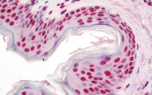 IHC - DDIT3 / CHOP Antibody (clone 3H7) ALS16970