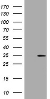 WB - DDIT3 / CHOP Antibody (clone 3H7) ALS16970