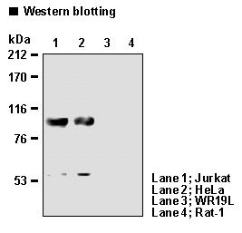 WB - NCL / Nucleolin Antibody (clone 4E2) ALS16979