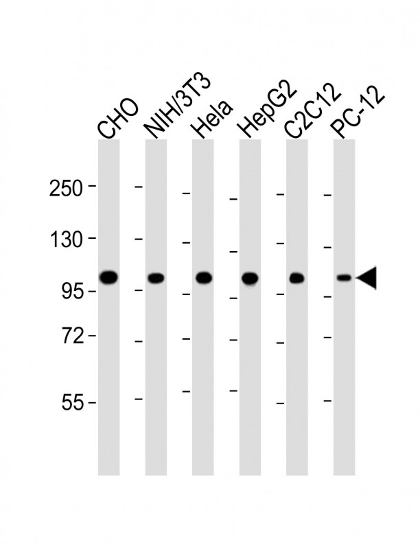 All lanes : Anti-MCM3 Antibody at 1:4000 dilutionLane 1: CHO whole cell lysateLane 2: NIH/3T3 whole cell lysateLane 3: Hela whole cell lysateLane 4: HepG2 whole cell lysateLane 5: C2C12 whole cell lysateLane 6: PC-12 whole cell lysateLysates/proteins at 20 �g per lane. SecondaryGoat Anti-mouse IgG,  (H+L), Peroxidase conjugated at 1/10000 dilution. Predicted band size : 91 kDaBlocking/Dilution buffer: 5% NFDM/TBST.