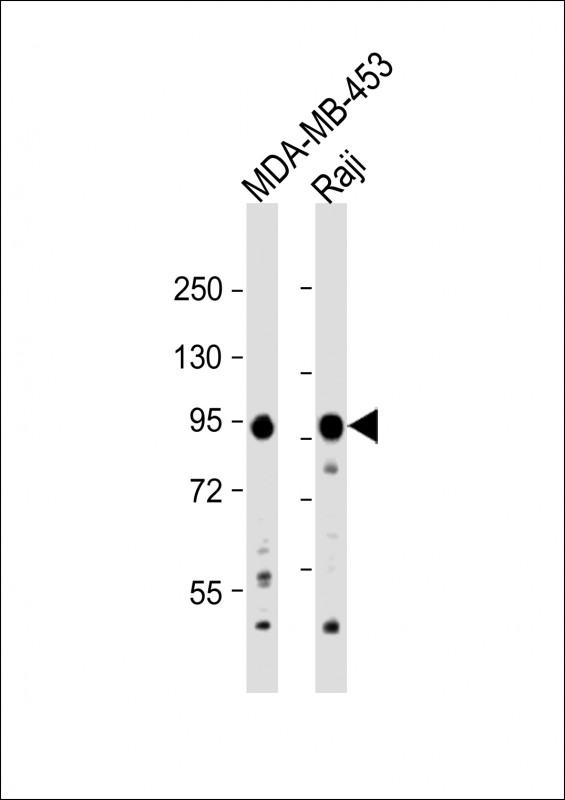 All lanes : Anti-AXIN1 Antibody (C-term) at 1:1000 dilutionLane 1: MDA-MB-453 whole cell lysateLane 2: Raji whole cell lysateLysates/proteins at 20 �g per lane. SecondaryGoat Anti-Rabbit IgG,  (H+L), Peroxidase conjugated at 1/10000 dilution. Predicted band size : 96 kDaBlocking/Dilution buffer: 5% NFDM/TBST.