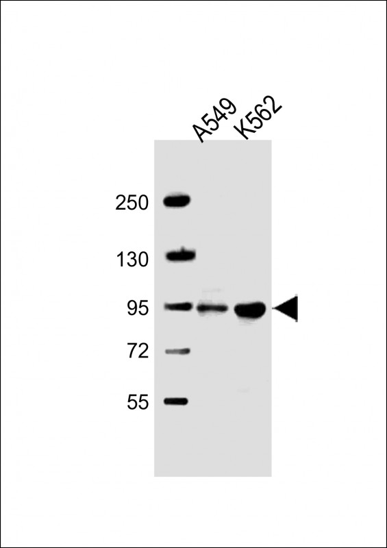 WB - SH3D20 Antibody (Center) AP12523c