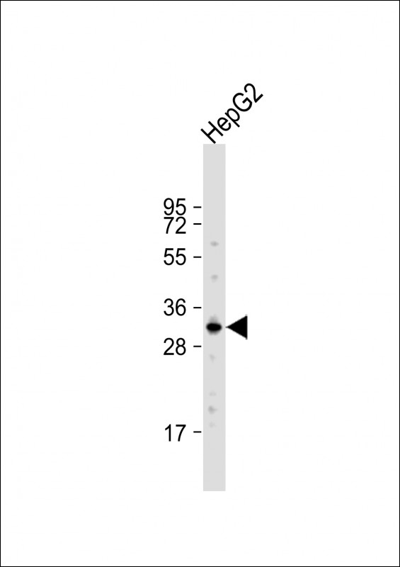 Anti-Apobec1 Antibody (E22) at 1:1000 dilution + HepG2 whole cell lysateLysates/proteins at 20 �g per lane. SecondaryGoat Anti-Rabbit IgG,  (H+L), Peroxidase conjugated at 1/10000 dilution. Predicted band size : 28 kDaBlocking/Dilution buffer: 5% NFDM/TBST.