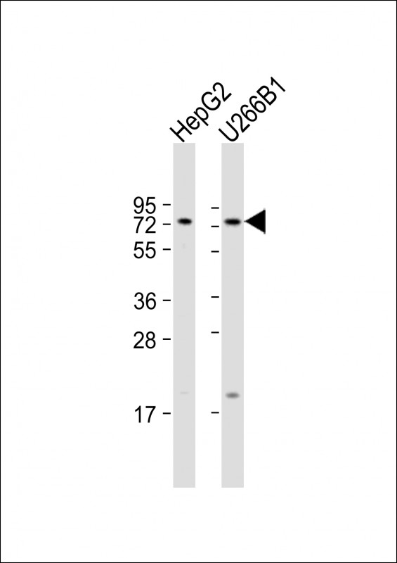 WB - CD73 (NT5E) Antibody (C-term) AP2014b