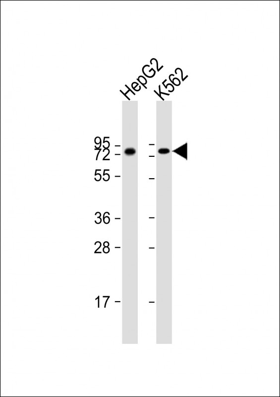 All lanes : Anti-ARID3A Antibody (N-Term) at 1:8000 dilutionLane 1: HepG2 whole cell lysateLane 2: K562 whole cell lysateLysates/proteins at 20 �g per lane. SecondaryGoat Anti-Rabbit IgG,  (H+L), Peroxidase conjugated at 1/10000 dilution. Predicted band size : 63 kDaBlocking/Dilution buffer: 5% NFDM/TBST.
