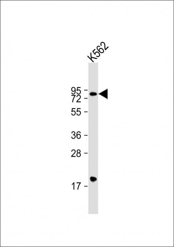 Anti-ARID3A Antibody (C-Term) at 1:2000 dilution + K562 whole cell lysateLysates/proteins at 20 �g per lane. SecondaryGoat Anti-Rabbit IgG,  (H+L), Peroxidase conjugated at 1/10000 dilution. Predicted band size : 63 kDaBlocking/Dilution buffer: 5% NFDM/TBST.