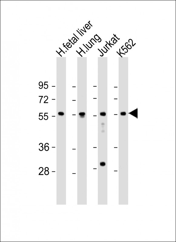 WB - EFS Antibody (Center) AP21926c