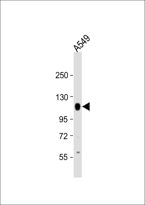 WB - PTPN12 Antibody (C-Term) AP21931b