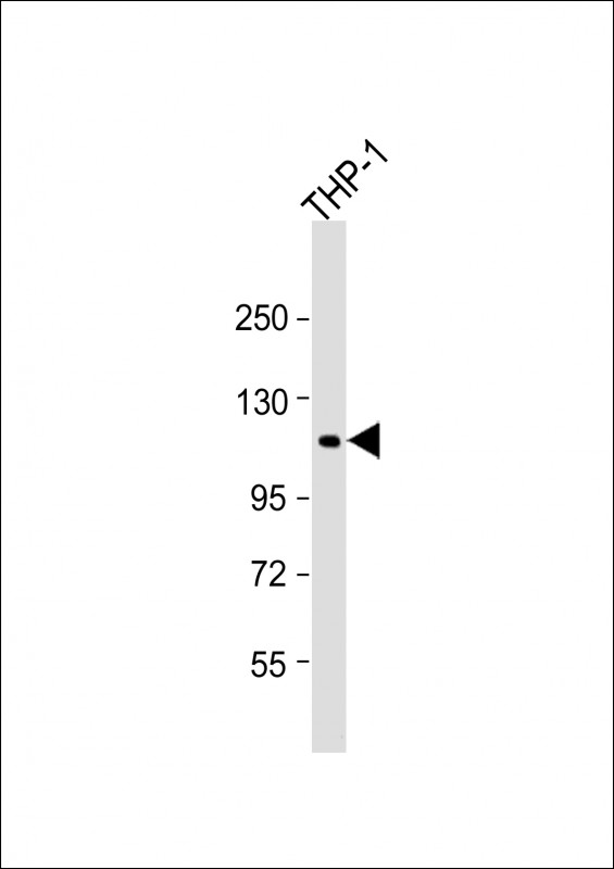 WB - PTPN12 Antibody (C-Term) AP21933b