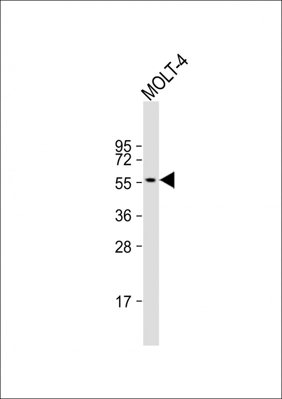 Anti-ETS1 Antibody at 1:500 dilution + MOLT-4 whole cell lysateLysates/proteins at 20 �g per lane. SecondaryGoat Anti-mouse IgG,  (H+L), Peroxidase conjugated at 1/10000 dilution. Predicted band size : 50 kDaBlocking/Dilution buffer: 5% NFDM/TBST.