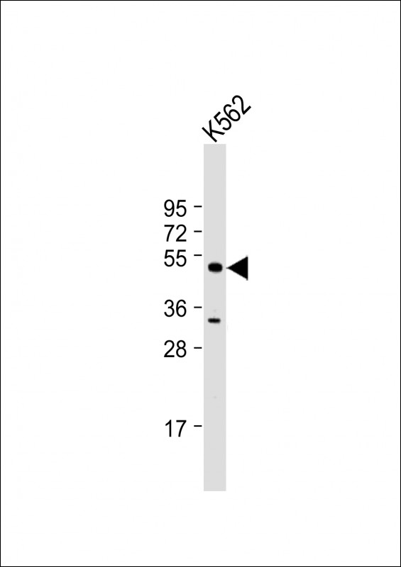 Anti-MBD2 Antibody (G135) at 1:1000 dilution + K562 whole cell lysateLysates/proteins at 20 �g per lane. SecondaryGoat Anti-Rabbit IgG,  (H+L), Peroxidase conjugated at 1/10000 dilution. Predicted band size : 43 kDaBlocking/Dilution buffer: 5% NFDM/TBST.