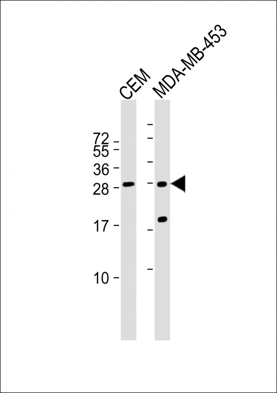 WB - IFI6 Antibody (N-term) AP12965a