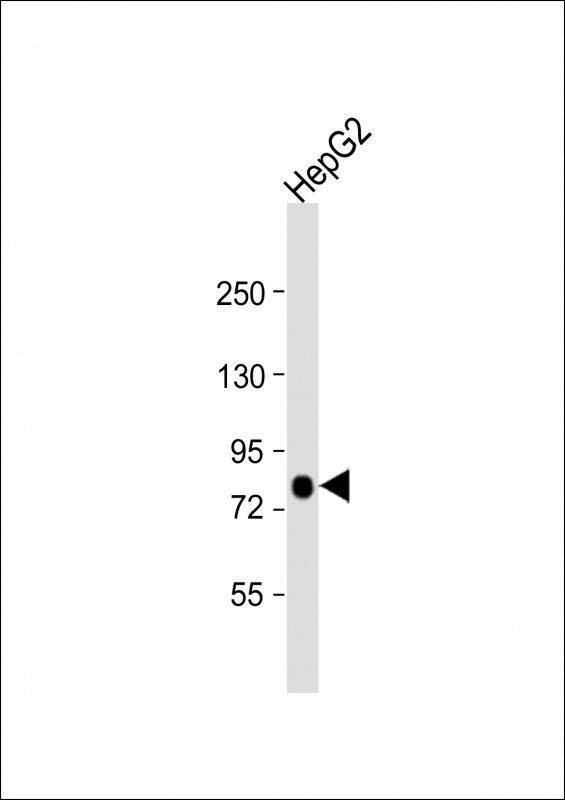 Anti-FACL4 Antibody  (E251) at 1:1000 dilution + HepG2 whole cell lysateLysates/proteins at 20 �g per lane. SecondaryGoat Anti-Rabbit IgG,  (H+L), Peroxidase conjugated at 1/10000 dilution. Predicted band size : 79 kDaBlocking/Dilution buffer: 5% NFDM/TBST.