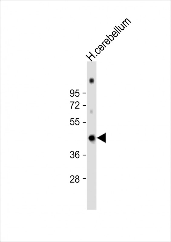 Anti-GAS7 Antibody (C-term) at 1:1000 dilution + human cerebellum lysateLysates/proteins at 20 �g per lane. SecondaryGoat Anti-Rabbit IgG,  (H+L), Peroxidase conjugated at 1/10000 dilution. Predicted band size : 54 kDaBlocking/Dilution buffer: 5% NFDM/TBST.