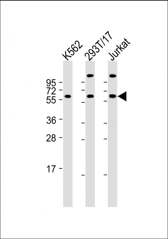 All lanes : Anti-Hsp 60 Antibody (N-term) at 1:2000 dilutionLane 1: K562 whole cell lysateLane 2: 293T/17 whole cell lysateLane 3: Jurkat whole cell lysateLysates/proteins at 20 �g per lane.  SecondaryGoat Anti-Rabbit IgG,   (H+L),  Peroxidase conjugated at 1/10000 dilution.  Predicted band size : 55 kDaBlocking/Dilution buffer: 5% NFDM/TBST.
